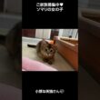 小顔なソマリの女の子😻【横浜ペットショップ ベルドック】#shorts #猫動画 #猫のいる暮らし #ソマリ