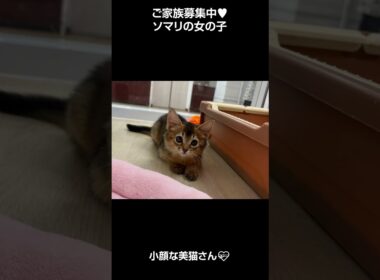 小顔なソマリの女の子😻【横浜ペットショップ ベルドック】#shorts #猫動画 #猫のいる暮らし #ソマリ