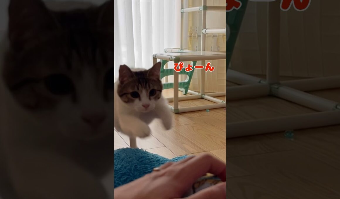 【保護猫】いろんな動きを見せる猫