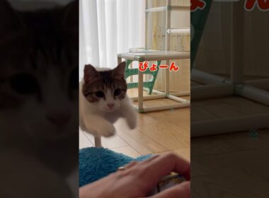 【保護猫】いろんな動きを見せる猫