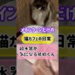メインクーンだけの【猫カフェの日常】#cat #cooncat #mainecat #もふもふ