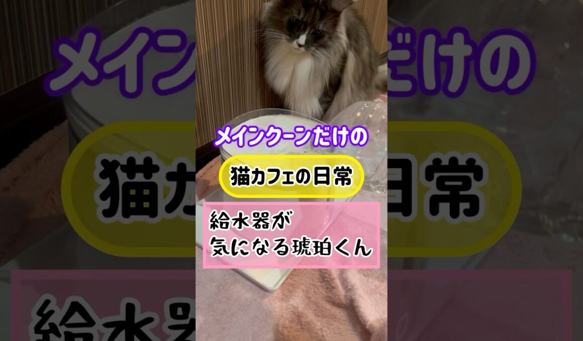 メインクーンだけの【猫カフェの日常】#cat #cooncat #mainecat #もふもふ