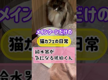 メインクーンだけの【猫カフェの日常】#cat #cooncat #mainecat #もふもふ