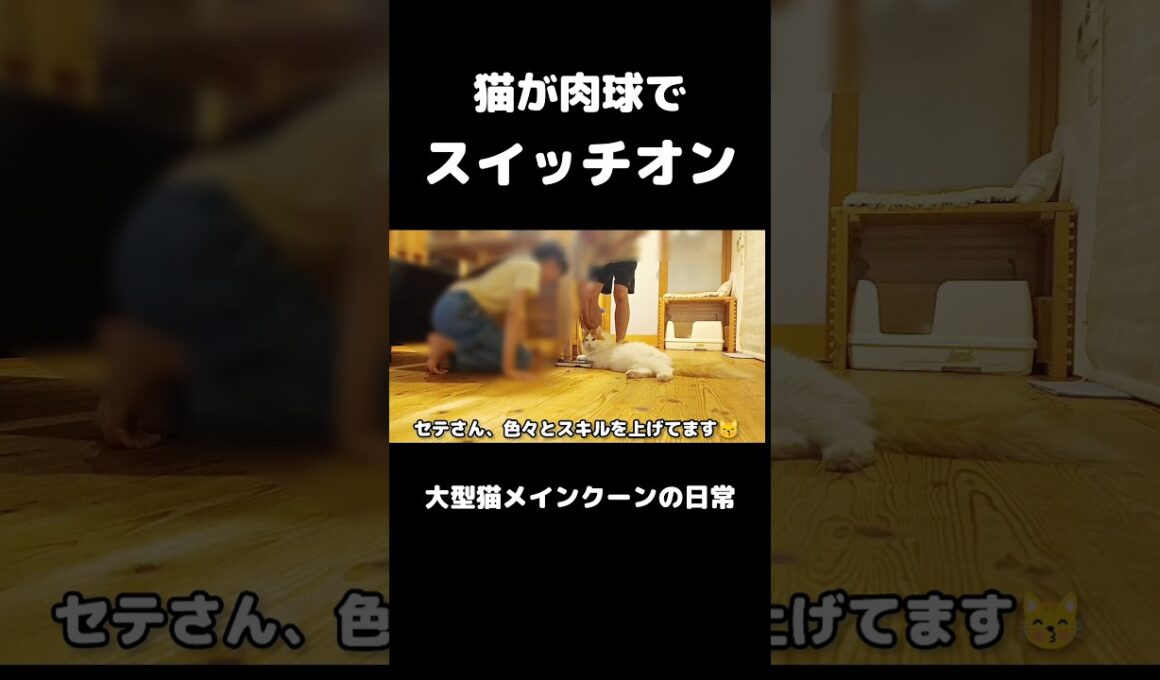 体重計が好きすぎる猫 #メインクーン #猫 #猫のいる暮らし#cat #mainecoon #catlover​  #catshorts​ #cute​ #cutecat​ #fyp​