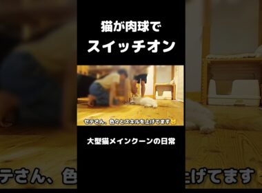 体重計が好きすぎる猫 #メインクーン #猫 #猫のいる暮らし#cat #mainecoon #catlover​  #catshorts​ #cute​ #cutecat​ #fyp​