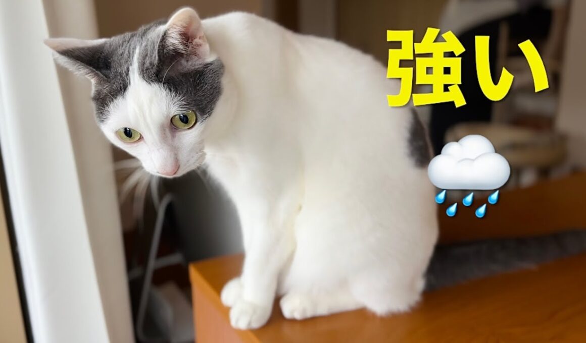 雷雨⛈️ の時、一瞬びっくりしても落ち着いてるね！