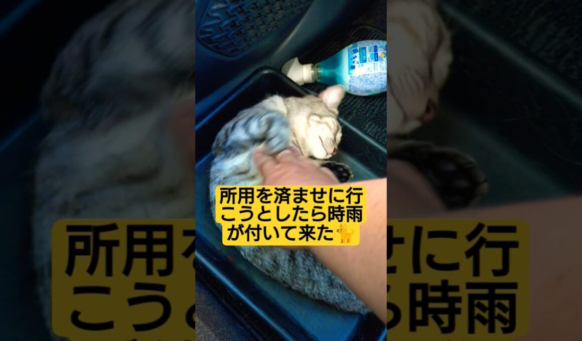 起床後、所用を済ませに行こうとしたら時雨が付いて来た動画#cat #猫のいる暮らし #ねこのいる生活 #時雨 #いやしねこ