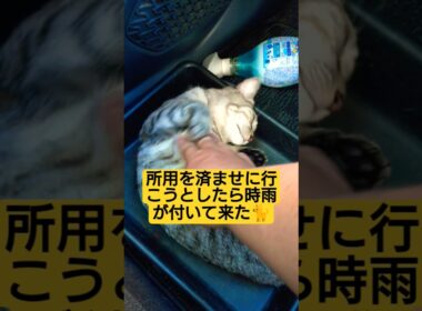 起床後、所用を済ませに行こうとしたら時雨が付いて来た動画#cat #猫のいる暮らし #ねこのいる生活 #時雨 #いやしねこ
