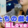 【ロシアンブルー×トンキニーズ×チワワ】男同士のスキンシップ（#153 ）