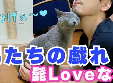 【ロシアンブルー×トンキニーズ×チワワ】男同士のスキンシップ（#153 ）