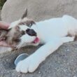 黒い鼻のシャム猫ちゃんがロッククライミングに挑戦！？