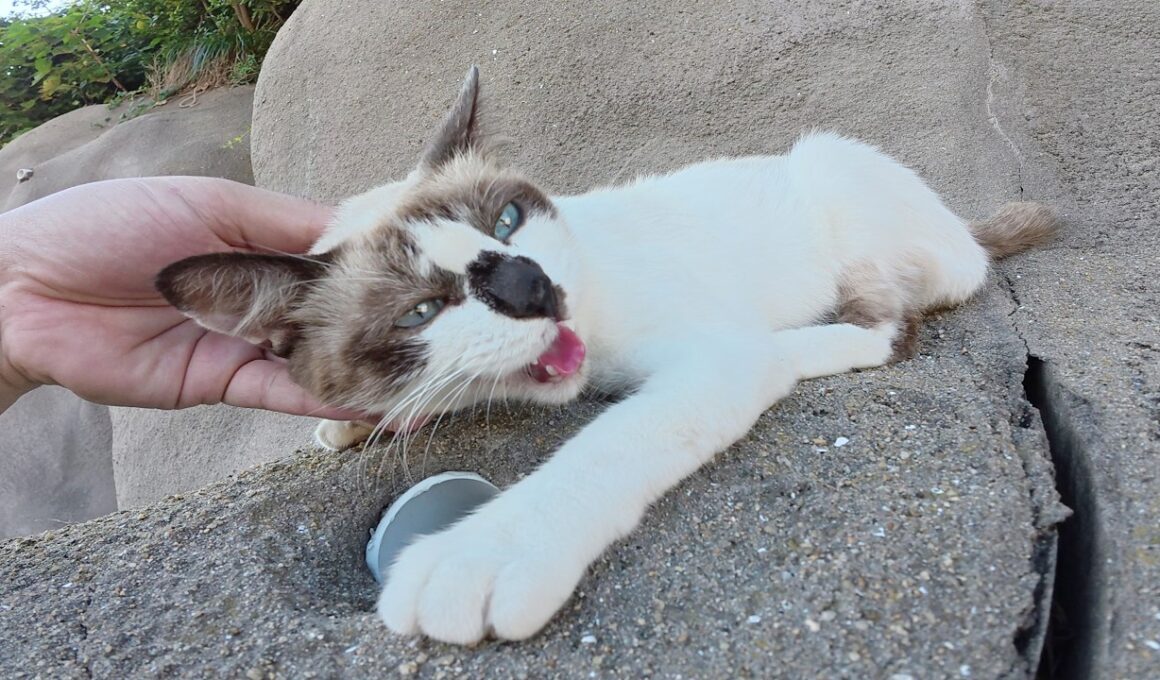 黒い鼻のシャム猫ちゃんがロッククライミングに挑戦！？