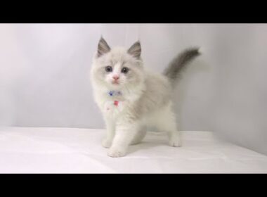 【長町店】ラグドール♪男の子♪ブルーポイントバイカラー♪6/25生まれ♪お家が決まりました♪