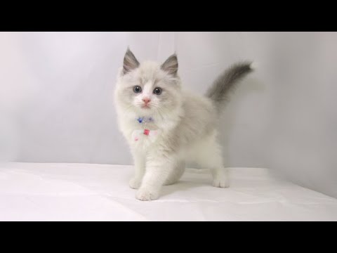 【長町店】ラグドール♪男の子♪ブルーポイントバイカラー♪6/25生まれ♪お家が決まりました♪