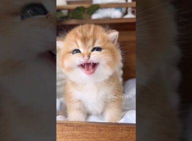 史上最高にかわいい子猫の鳴き声！🍼🐾#かわいい #猫 #子猫 #鳴き声 #面白い