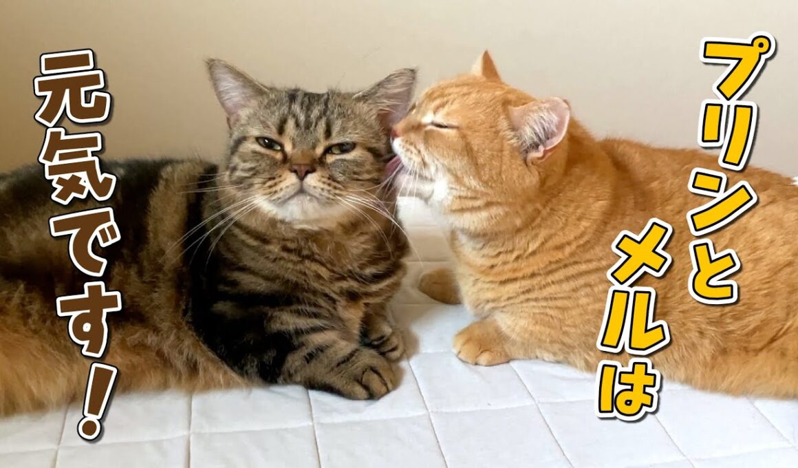 黙ってずっと更新していなかった件＆今後について