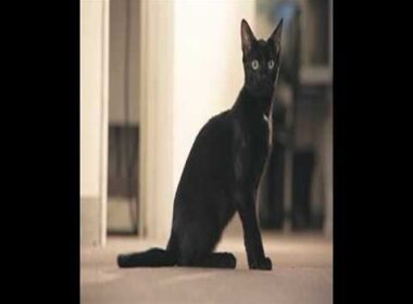 havana brown cat breed