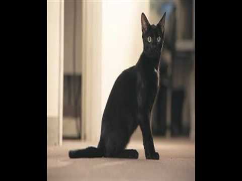 havana brown cat breed