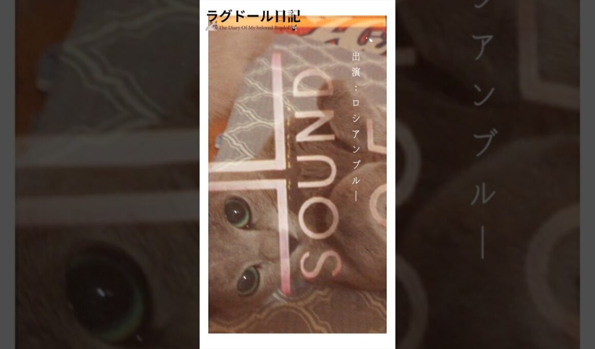 #shorts ラグドールのアルス君はロシアンブルーのバブルちゃんと結婚して、もう3年なんだね。#ラグドール　# ロシアンブルー　#猫恋動画