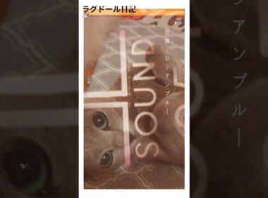 #shorts ラグドールのアルス君はロシアンブルーのバブルちゃんと結婚して、もう3年なんだね。#ラグドール　# ロシアンブルー　#猫恋動画