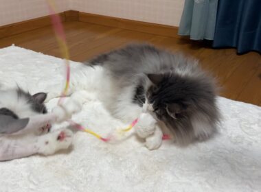【かわいい🩷】みんなで仲良く紐のおもちゃで遊ぶよ〜ん！ノルウェージャンフォレストキャットとターキッシュアンゴラ