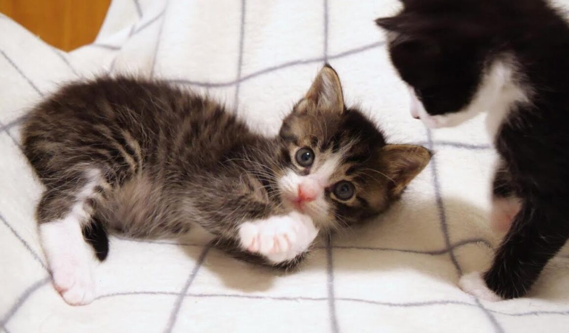 お腹いっぱいで横になっている子猫と遊びたい子猫【赤ちゃん猫　保護猫】