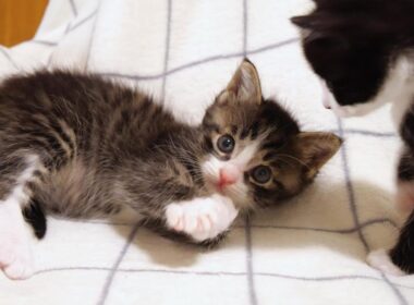お腹いっぱいで横になっている子猫と遊びたい子猫【赤ちゃん猫　保護猫】
