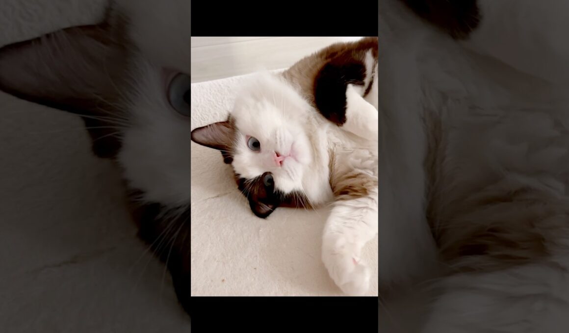 【猫動画】居るだけでシアワセ😈#shorts#猫# ラグドール