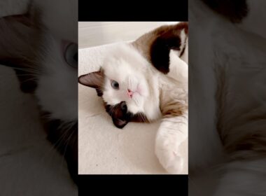 【猫動画】居るだけでシアワセ😈#shorts#猫# ラグドール