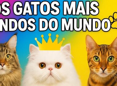 🐾 As 10 Raças de Gatos Mais Lindas do Mundo | Qual é a Sua Favorita?