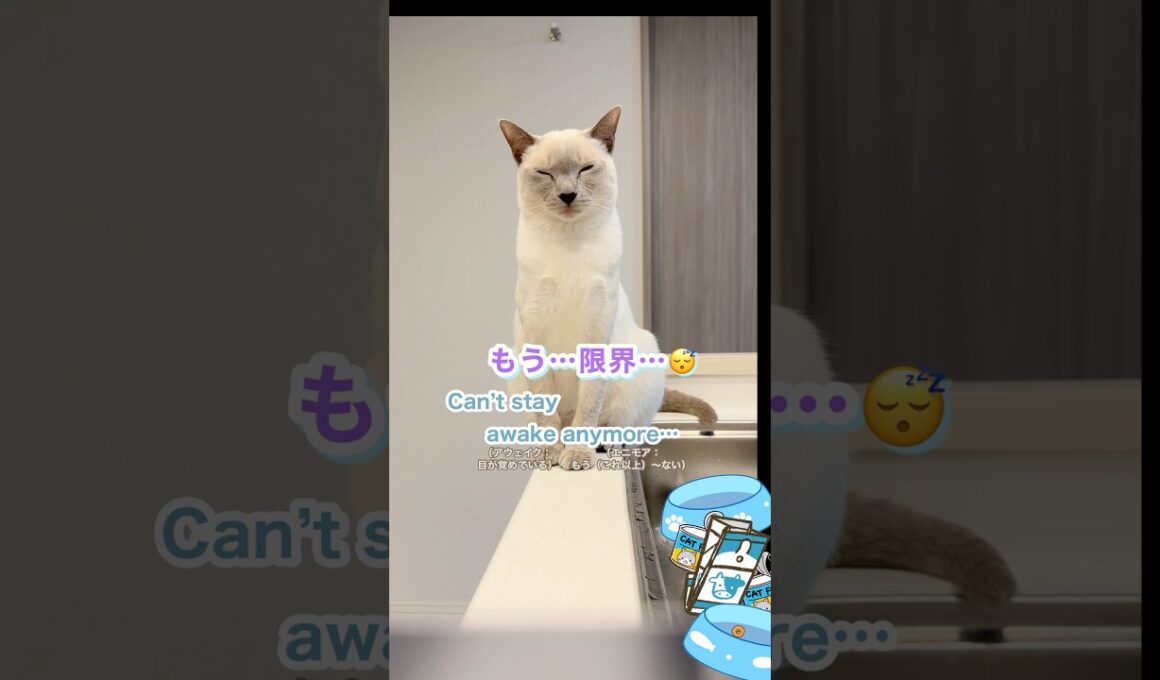【トンキニーズ】猫🐱料理を観察中！ウトウト眠そう…ラクトくんの癒しショート🐾 Lacto-kun Relaxing Short Video 🐾 #猫 #トンキニーズ #cat