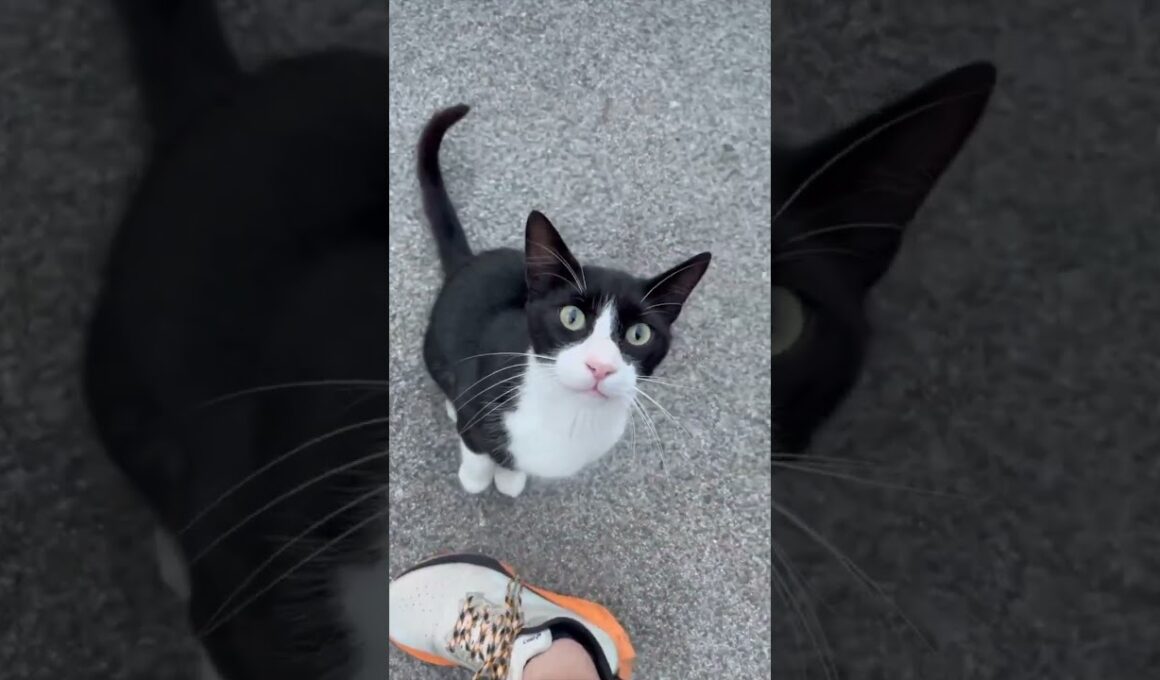 ハチワレとの遭遇  Unexpected Encounter with a Tuxedo Cat　#cat #kitten