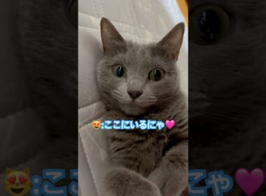 ここに居るにゃ❤️ #猫 #ロシアンブルー #shorts