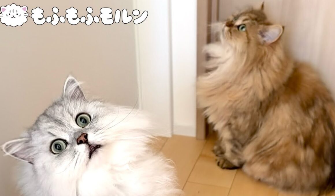 猫に着いていく猫を追います 【サイベリアン】