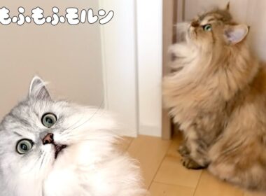 猫に着いていく猫を追います 【サイベリアン】