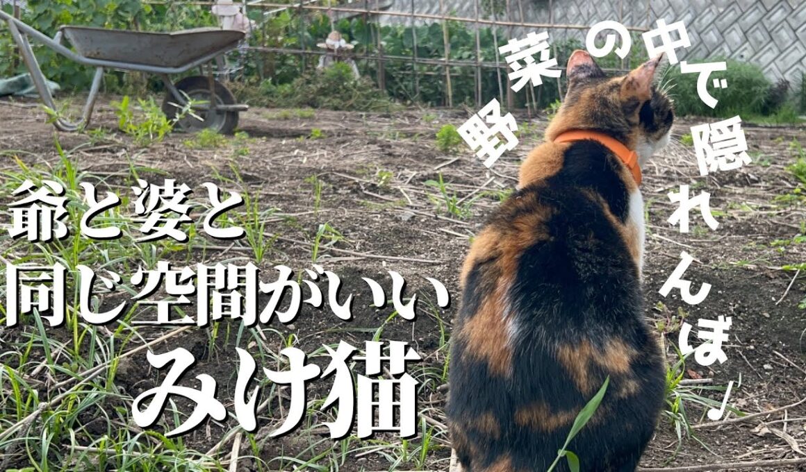 爺婆の農作業横で、かくれんぼ&ストーカーしてる三毛猫がコチラ