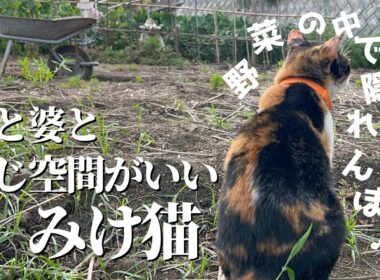 爺婆の農作業横で、かくれんぼ&ストーカーしてる三毛猫がコチラ