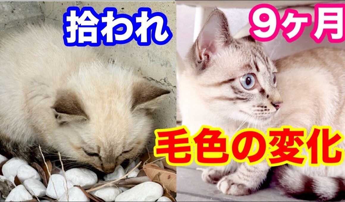 【保護から９ヶ月】子猫を保護して９ヶ月の毛色の変化です♪