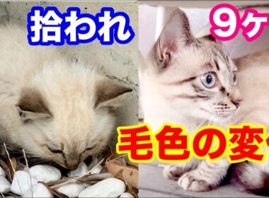 【保護から９ヶ月】子猫を保護して９ヶ月の毛色の変化です♪