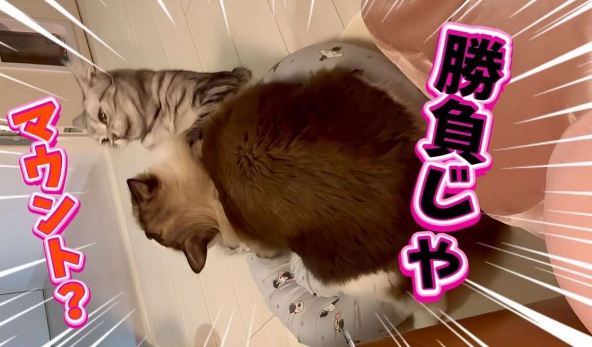 【どうするべき？】デカい後住猫の激しめマウント見守るべき？止めるべき？正解はあるん？😈