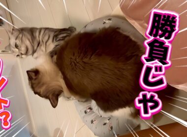 【どうするべき？】デカい後住猫の激しめマウント見守るべき？止めるべき？正解はあるん？😈