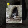 なぜこんな場所に？木のうろの中に、7匹の子猫が身を寄せ合っていました。