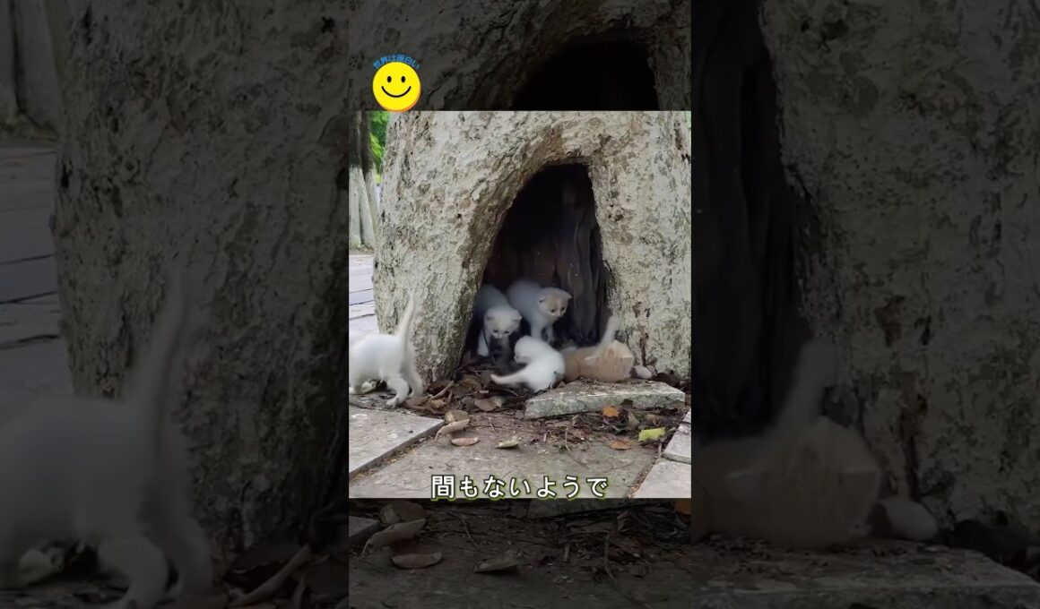 なぜこんな場所に？木のうろの中に、7匹の子猫が身を寄せ合っていました。