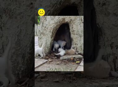 なぜこんな場所に？木のうろの中に、7匹の子猫が身を寄せ合っていました。