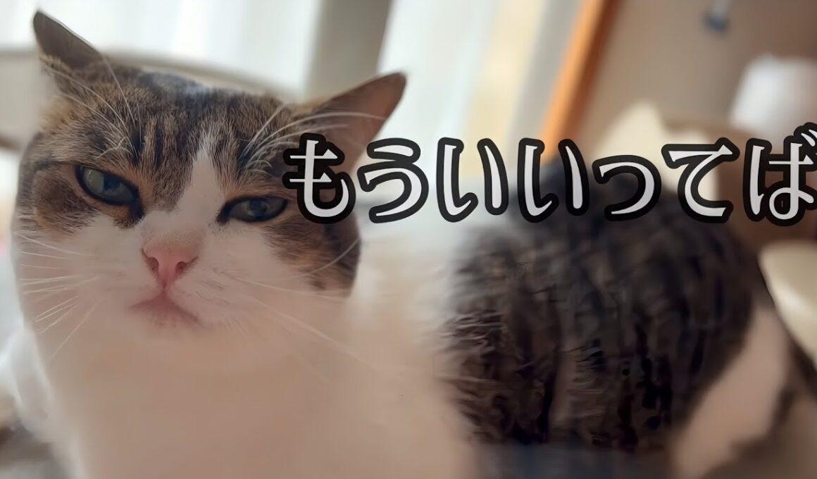 こたろうの日常⑦😹❤️【Kotaro's daily life🐾🐾】