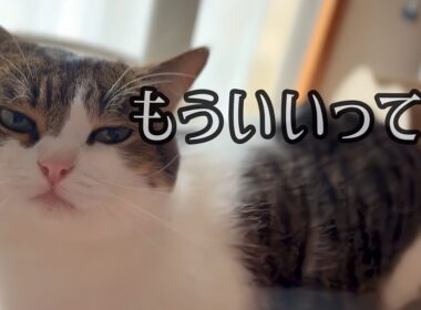こたろうの日常⑦😹❤️【Kotaro's daily life🐾🐾】