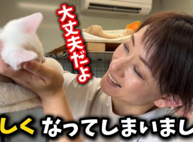 子猫が譲渡され寂しくなってしまいました