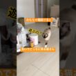 走って向かってくる猫さんが可愛い #ragdolls #cats #cutecat #shorts #ラグドール #猫のいる暮らし #猫動画 #ショート