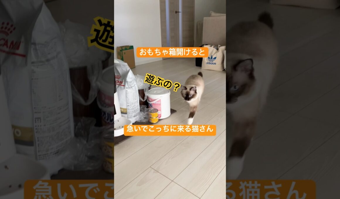 走って向かってくる猫さんが可愛い #ragdolls #cats #cutecat #shorts #ラグドール #猫のいる暮らし #猫動画 #ショート
