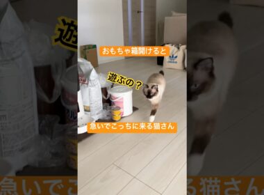 走って向かってくる猫さんが可愛い #ragdolls #cats #cutecat #shorts #ラグドール #猫のいる暮らし #猫動画 #ショート